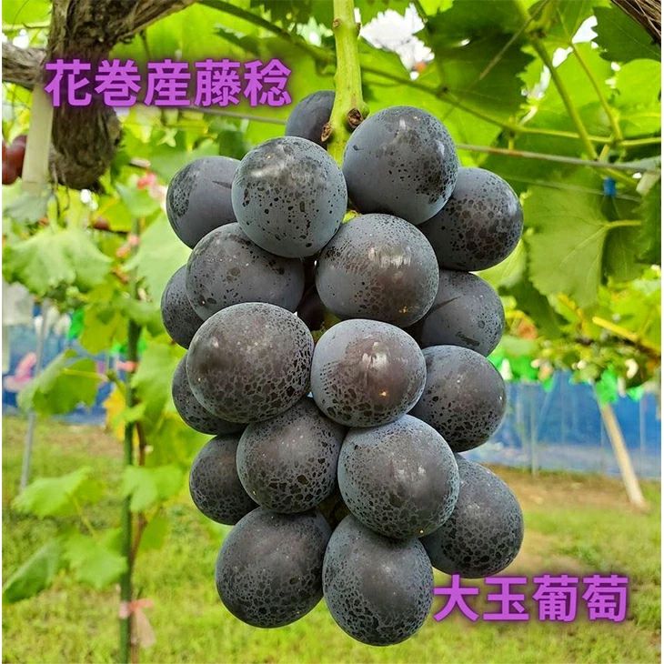 x1[͂I y1021z茧Ԋs20000ʕEt[c}XJbgEԂǂ