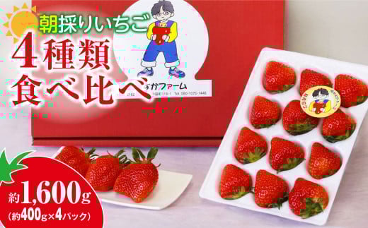 【2026年 先行予約】いちご 4種食べ比べ 400g × 4パック 1.6kg群馬県前橋市32000果物・フルーツいちご