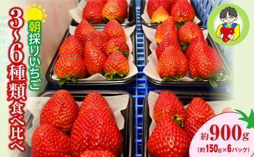 【2026年 先行予約】いちご 食べ比べ 150g×6パック 900g群馬県前橋市14000果物・フルーツいちご