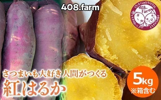 追熟済み!箱含め5キロ以内☆紅はるか さつま芋 薩摩芋 さつまいも べにはるか 5kg ※2025年1月下旬頃までに順次発送予定栃木県上三川町10000野菜・きのこじゃがいも・イモ類