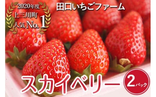 田口いちごファームの いちご スカイベリー ※2025年1月中旬〜2月下旬頃に順次発送予定 ※北海道、沖縄、四国、九州、離島への配送不可栃木県上三川町12000果物・フルーツいちご