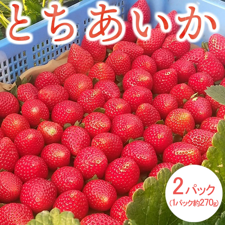 <先行予約> 鬼怒川の恵みをたっぷり受けた 栃木県上三川(かみのかわ)町産 とちあいか【2パック】 いちご イチゴ 苺 とちあいか ※2026年1月中旬〜3月下旬頃に順次発送予定 ※離島への