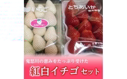 <先行予約>【とちあいか ミルキーベリー】鬼怒川の恵みをたっぷり受けた 栃木県上三川(かみのかわ)町産 紅白イチゴセット【紅白各1パック】いちご イチゴ 苺 白いちご 紅白いちご