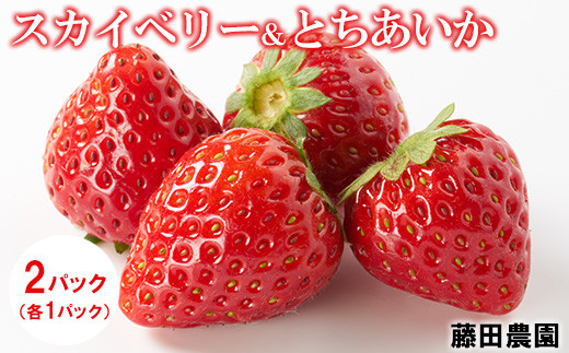 <先行予約> 鬼怒川の恵みをたっぷり受けた 栃木県上三川(かみのかわ)町産 スカイベリー とちあいか【イチゴセット】2パック(1箱)いちご イチゴ 苺 ※2025年1月中旬〜3月中旬頃に順次