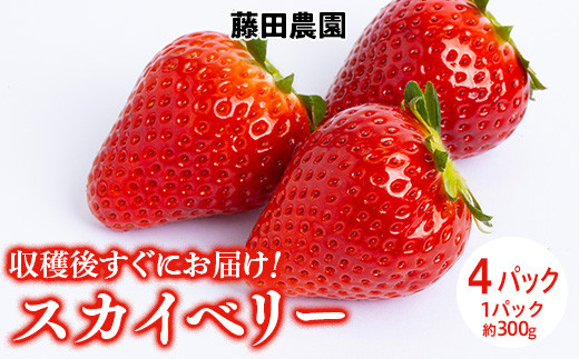 <先行予約> 鬼怒川の恵みをたっぷり受けた 栃木県上三川(かみのかわ)町産 スカイベリー【4パック】 いちご イチゴ 苺 スカイベリー ※2025年1月中旬〜3月中旬頃に順次発送予定 ※離島