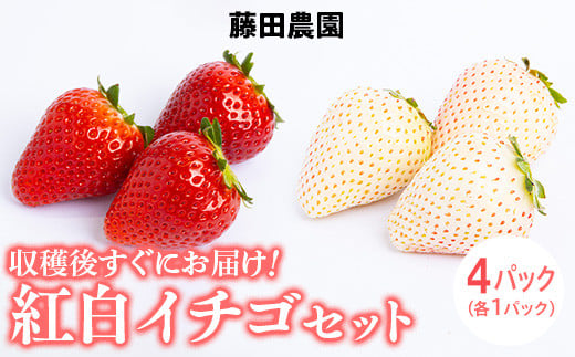 <先行予約> 【スカイベリー ミルキーベリー】鬼怒川の恵みをたっぷり受けた 栃木県上三川(かみのかわ)町産 紅白イチゴセット【紅白各2パック】 いちご イチゴ 苺 白いちご 紅白い