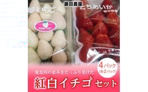 <先行予約>【とちあいか ミルキーベリー】鬼怒川の恵みをたっぷり受けた 栃木県上三川(かみのかわ)町産 紅白イチゴセット【紅白各2パック】いちご イチゴ 苺 白いちご 紅白いちご