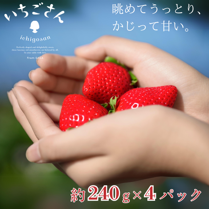佐賀県産 いちごさん 240g×4パック:B145-012佐賀県佐賀市14500果物・フルーツいちご