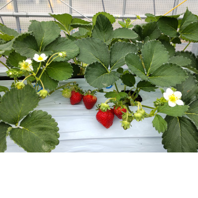 長野県茅野市産 いちご キッツ苺/信大BS8-9 1箱 500g【配送不可地域:離島・北海道・沖縄・中国・四国・九州】【1596532】長野県茅野市15000果物・フルーツいちご