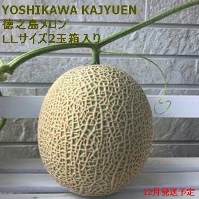 【2024年12月より順次発送】吉川果樹園の徳之島メロンLL2玉(専用箱入り)【1407139】鹿児島県伊仙町17000果物・フルーツメロン・スイカ