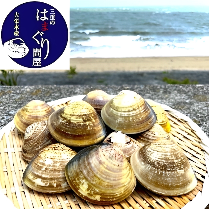 楠町名産 蓄養蛤大サイズ たっぷり3kg <ハマグリ お吸い物に、焼きはまぐりに!>三重県四日市市21000魚介・海産物貝類