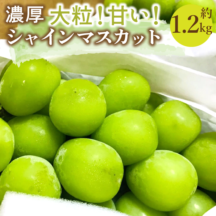 <25年発送先行予約>農園直送!濃厚シャインマスカット 約1.2kg※クール便配送 109-001山梨県笛吹市14000果物・フルーツ