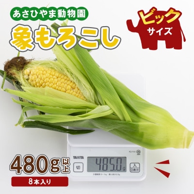 2026年8月下旬以降 象もろこしビックのあさひやま動物園ライオンコーン8本_01412【配送不可地域:離島】【1157008】北海道旭川市12000野菜・きのことうもろこし