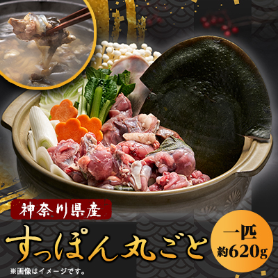 神奈川県産鍋用すっぽん丸ごと1匹(約620g)【配送不可地域:離島】【1442893】神奈川県山北町24000魚介・海産物その他 魚介・海産物