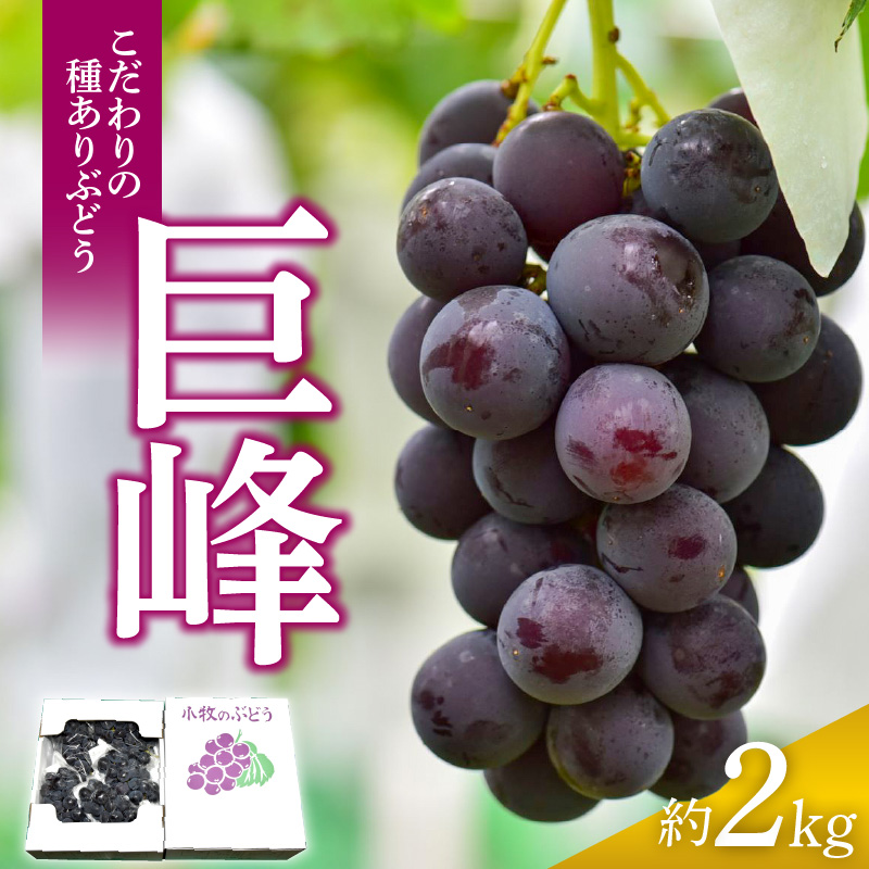 こだわりの種あり巨峰 約2kg 2026年先行予約(2026年発送分)ぶどう 愛知県小牧市17000果物・フルーツマスカット・ぶどう