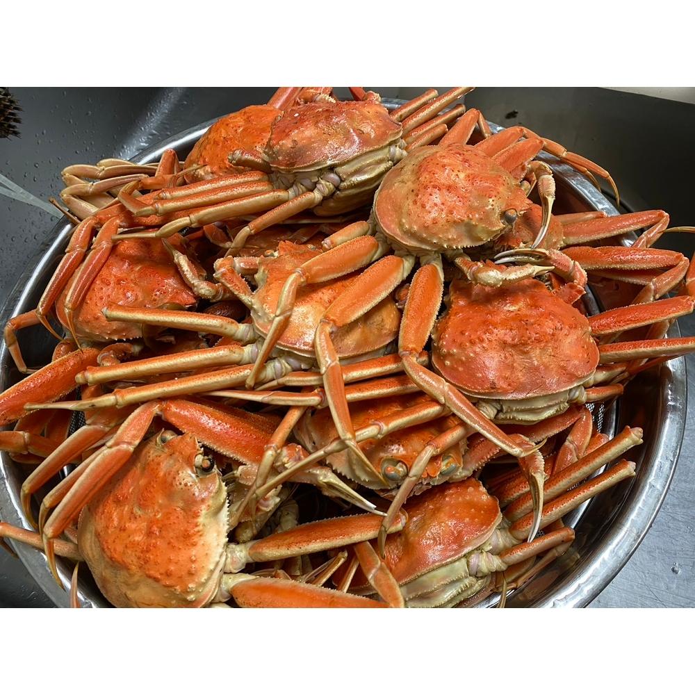 海から直接、あなたの食卓へ。 新鮮さが自慢の香箱ガニ(180〜200g×3杯)(特大)ボイル石川県金沢市50000魚介・海産物カニ