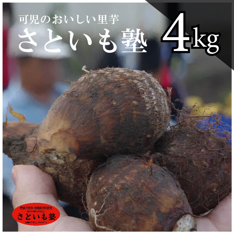 可児のおいしい里芋『さといも塾』【0011-001】岐阜県可児市12000野菜・きのこじゃがいも・イモ類