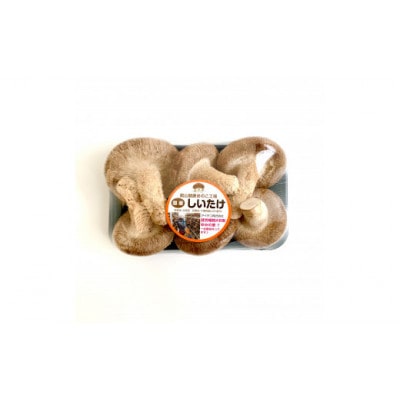 y_AgztَRYZbg(110g×2pbNE30g×2pbN)yzsnFEzy1486713ztَRs9000؁Ê̂