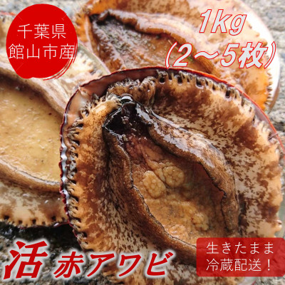 【先行予約】【金曜日発送】漁師直送!天然活メガイアワビ1kg(2〜5枚)【配送不可地域:離島・北海道・沖縄・東北・中国・四国・九州】【1532974】千葉県館山市50000魚介・海産物貝類