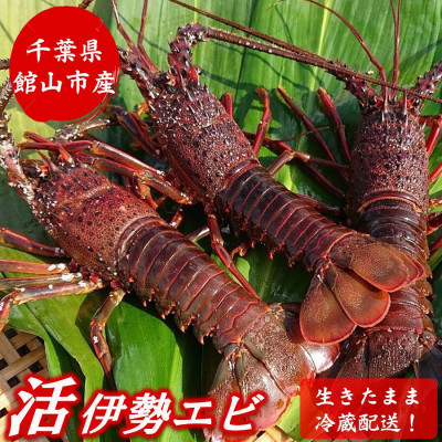 【金曜日発送】漁師直送!千葉県館山産 天然『活』伊勢海老 約1kg(サイズおまかせ)【配送不可地域:離島・北海道・沖縄・中国・四国・九州】【1602610】千葉県館山市33000魚介・海産物エビ