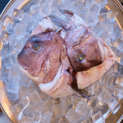 真鯛かぶと ハーフカット 2尾分×2パック 計2kg【配送不可地域:離島】【1665271】千葉県館山市10000魚介・海産物鮮魚