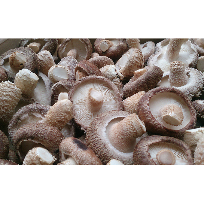 y11`2̂͗3萏zRc̓EՂՂ̌؍͔|1.5kg  ̂ s{R鑺16000؁Ê̂