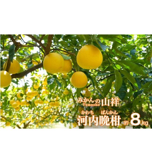 ʌ s\ p ͓ӊ 8kg i 2L TCY j ݂  킿΂񂩂 S[h ʕ t[c k [[ W[X Mtg  v[g 蕨 r^~ N e 