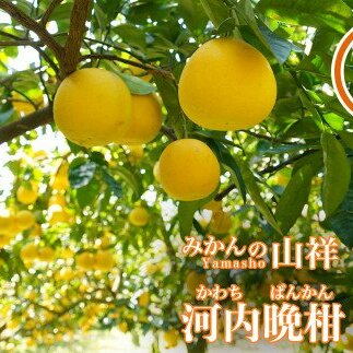 【訳あり】みかんの山祥が贈る 樹齢25年以上の河内晩柑8kg 発送期間: 4月10日〜8月10日 (なくなり次第終了)愛媛県愛南町10000果物・フルーツみかん・柑橘類