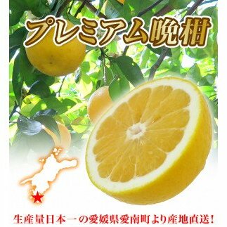 【 2026年 先行予約 】 プレミアム 河内晩柑 10kg L から 3L 優品 贈答用 樹齢 20年 以上 古木 厳選 大玉 果実 特選 直送 和製 グレープフルーツ 愛南ゴールド フルーツ 人気 柑橘 爽やか 甘み ジュ