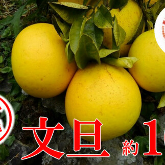 【ちょいキレ】あいなんマザーズの文旦10kg愛媛県愛南町15000果物・フルーツみかん・柑橘類