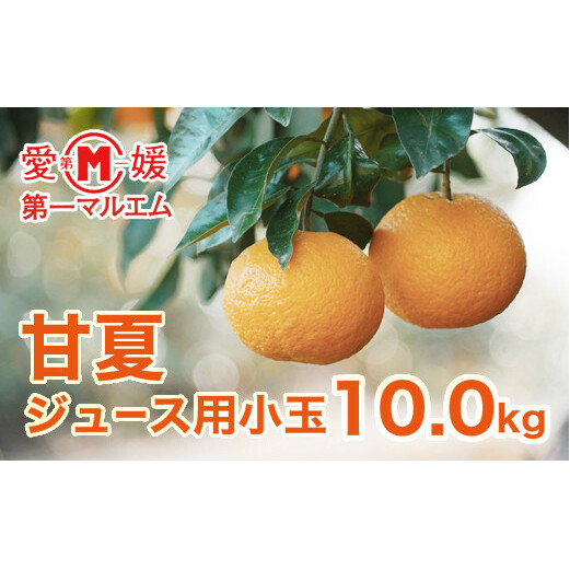 第一マルエムの甘夏 ジュース用小玉 約10kg愛媛県愛南町7000果物・フルーツみかん・柑橘類