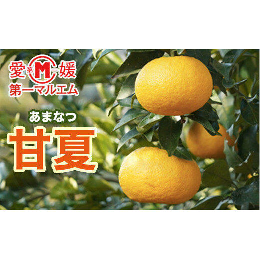 第一マルエムの甘夏10kg愛媛県愛南町10000果物・フルーツみかん・柑橘類