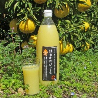 愛南育ち! はるかジュース3本セット 配送時期:2023年4月頃愛媛県愛南町15000お茶・飲料果汁・野菜飲料