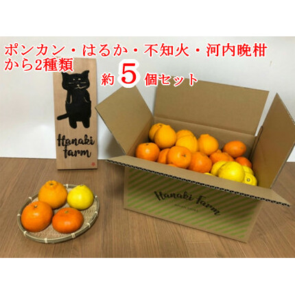 【訳あり】はなきファームのバイオ農法みかんお楽しみセット約5個愛媛県愛南町5000果物・フルーツみかん・柑橘類