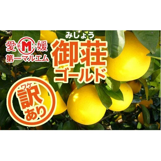 【訳あり】第一マルエムの御荘ゴールド(河内晩柑)7.5kg (なくなり次第終了)愛媛県愛南町5000果物・フルーツみかん・柑橘類