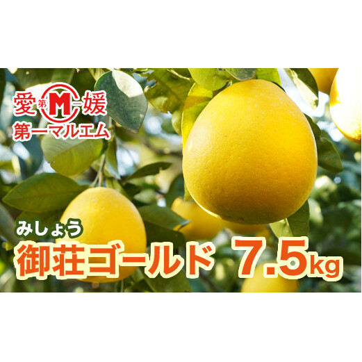 第一マルエムの御荘ゴールド(愛南町産の河内晩柑)7.5kg 発送期間:2025年3月中旬〜2025年4月下旬(なくなり次第終了)愛媛県愛南町10000果物・フルーツみかん・柑橘類