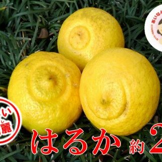 【ちょいキレ】あいなんマザーズのはるか2kg愛媛県愛南町5000果物・フルーツみかん・柑橘類