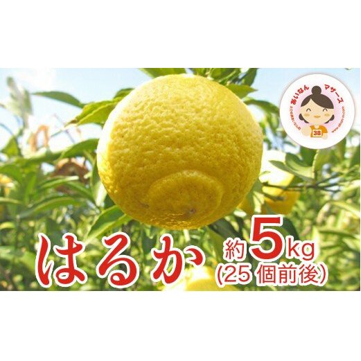 あいなんマザーズのはるか 5kg愛媛県愛南町15000果物・フルーツみかん・柑橘類