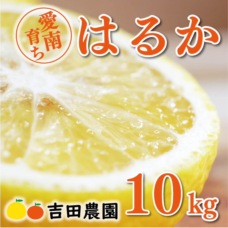 数量限定 先行予約 はるか 10kg 18000円 みかん mikan 蜜柑 ミカン 国産 産地直送 農家直送 期間限定 特産品 ゼリー ジュース アイス 等に 人気 限定 フルーツ 果物 柑橘 甘い おいしい ジューシー