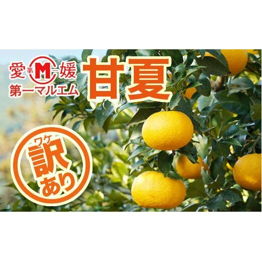 【訳あり】第一マルエムの甘夏10kg愛媛県愛南町5000果物・フルーツみかん・柑橘類
