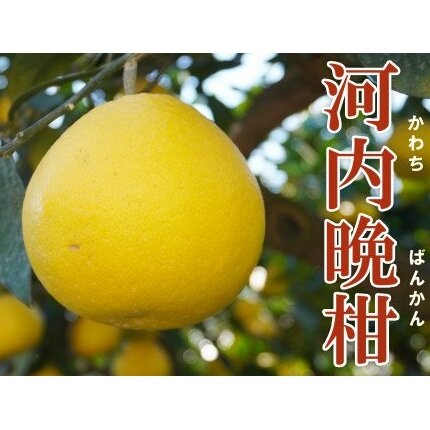 果樹園みどりの河内晩柑10kg(家庭用ミックス) (なくなり次第終了)愛媛県愛南町12000果物・フルーツみかん・柑橘類