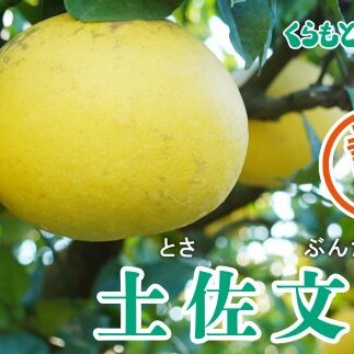 【訳あり】くらもとファームの土佐文旦10kg愛媛県愛南町12000果物・フルーツみかん・柑橘類