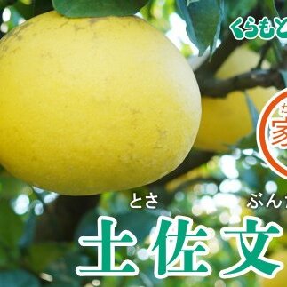 【家庭用】くらもとファームの土佐文旦 3L 10kg愛媛県愛南町20000果物・フルーツみかん・柑橘類
