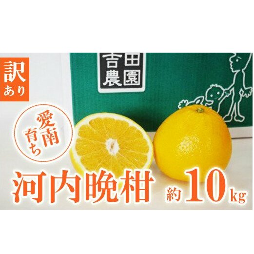 数量限定 先行予約 訳あり 河内晩柑 10kg 12000円 みかん わけあり かわちばんかん 愛南ゴールド あいなん ゴールド 夏 文旦 和製 グレープフルーツ 家庭用 産地直送 国産 農家直送 期間限定 数