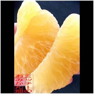 【訳あり】《中身で勝負》絶対的自信の河内晩柑(愛南ゴールド)7.5kg (なくなり次第終了)愛媛県愛南町7000果物・フルーツみかん・柑橘類