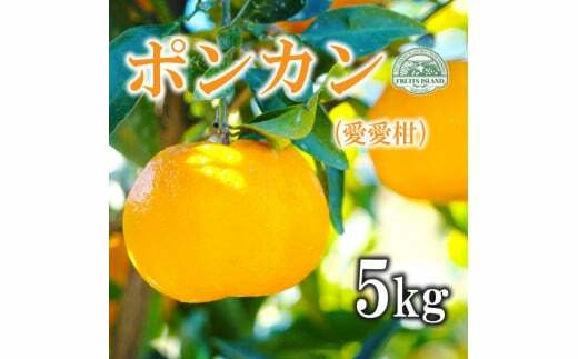 フルーツアイランド・マルエム青果の愛愛柑(ポンカン) 5kg愛媛県愛南町10000果物・フルーツ