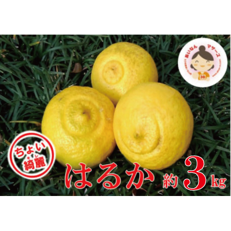 【 先行予約 】 ちょいキレ 家庭用 あいなんマザーズ の はるか 3kg  家庭用 3kg 先行 事前 予約 受付 みかん はるか 愛媛 産地直送 国産 農家直送 減農薬 香り 完熟 糖度 果樹園 期間限定 数量