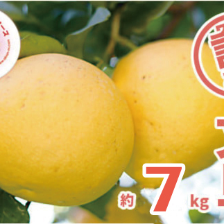 【 訳あり 】 先行予約 あいなんマザーズ の 文旦 7kg  訳あり 7kg 先行 事前 予約 受付 みかん 文旦 愛媛 産地直送 国産 農家直送 減農薬 果肉 歯ごたえ 果樹園 期間限定 数量限定 特産品 ジュ