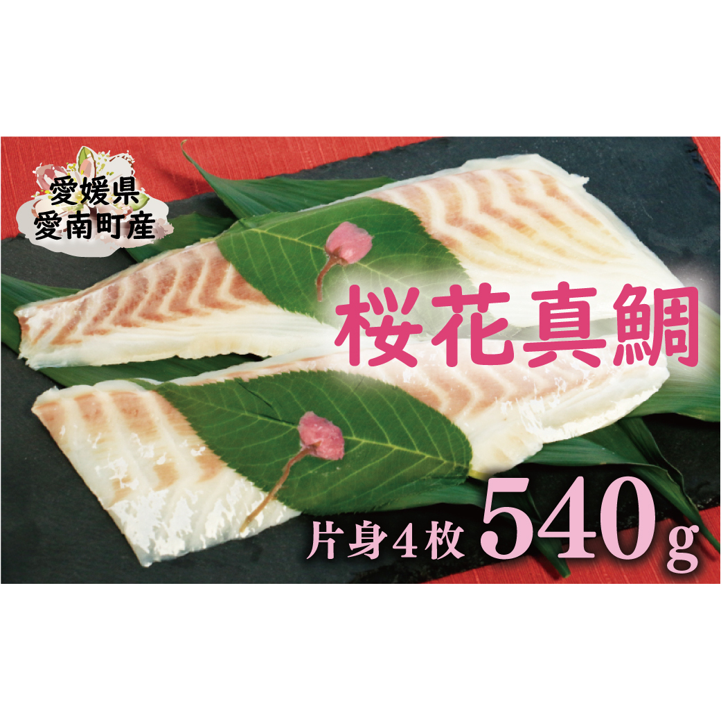 桜花 真鯛 切り身 4柵 合計 540g ( 270g ×2 パック ) 朝〆 まだい 鯛 愛南町 新鮮 冷凍 愛媛県 神経締め 皮引き 三枚おろし 国産 魚介 特産品 魚介類 海産物 鮮魚 養殖 産地直送 海鮮 ブランド