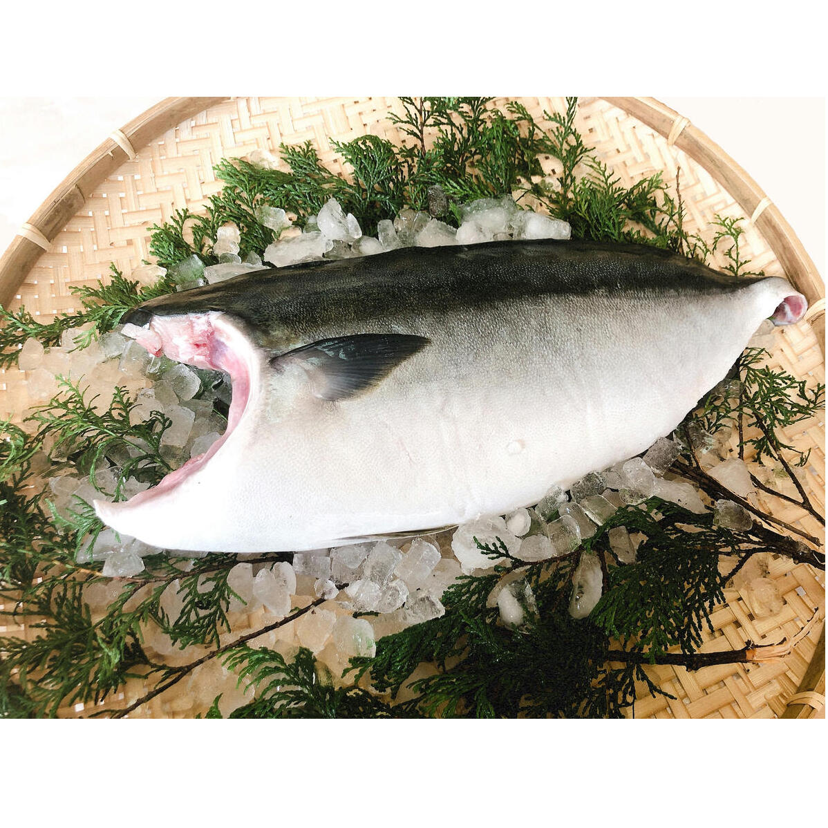 5kg 以上 の 久良 の ぶり 半身 フィレタイプ × 2枚 50000円 ぶり 鰤 ぶりしゃぶ 鰤しゃぶ ブリ たたき 丸ごと 1本 年末 年始 国産 特産品 魚介類 海産物 まるごと 刺身 鮮魚 養殖 フィレ 片身 真